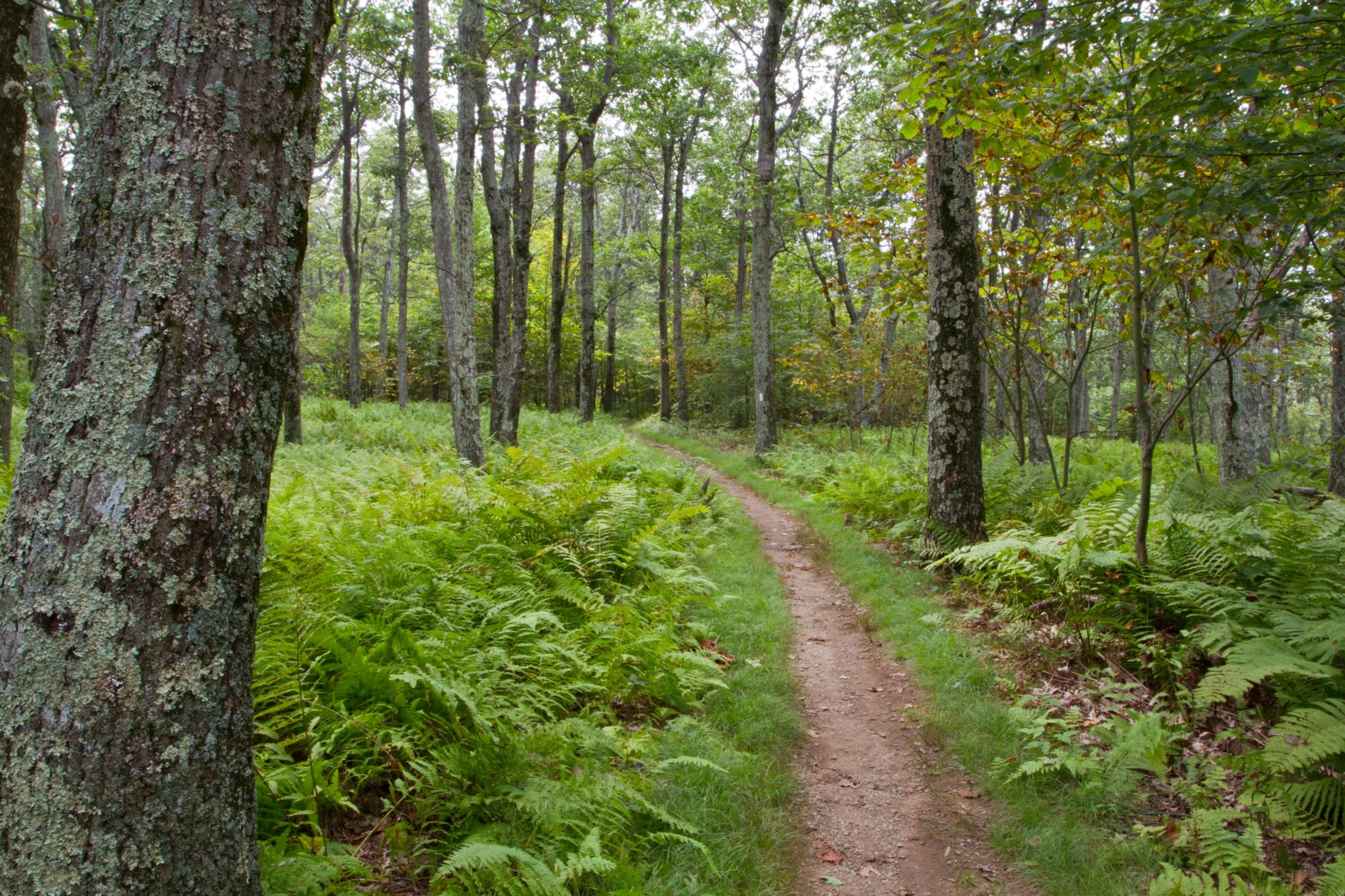 Appalachian Trail Southern Virginia Is Home